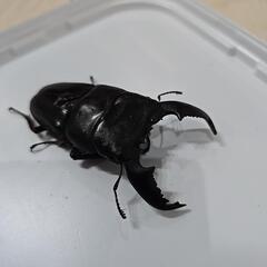 スマトラヒラタクワガタの画像