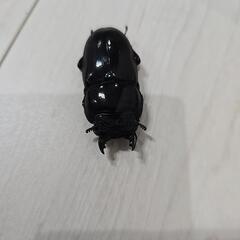 スマトラヒラタクワガタの画像