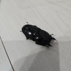 スマトラヒラタクワガタの画像