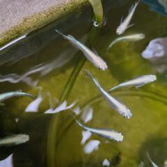 メダカ稚魚の画像