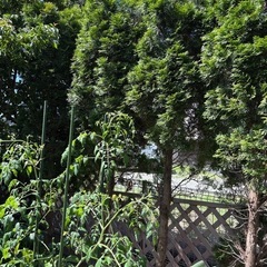 山法師　コニファー　庭木の画像