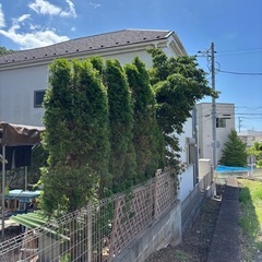 山法師　コニファー　庭木の画像
