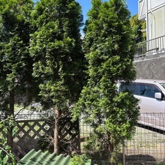 山法師　コニファー　庭木の画像