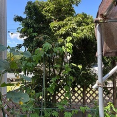 山法師　コニファー　庭木の画像