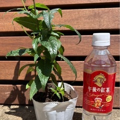 モナルダ 2鉢で