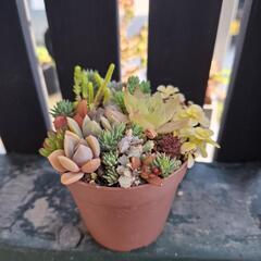 多肉寄せ植えの画像