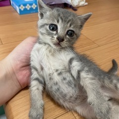 恐らく5月初頃に産まれたメスの子猫3匹です