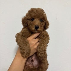プードル男の子生後1ヶ月