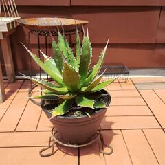 アガベ　ホリダ　大株　観葉植物　ロックガーデン　チタノタ