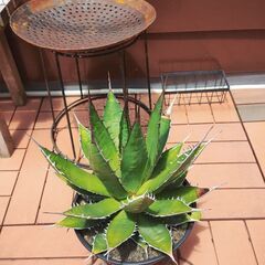 アガベ　ホリダ　大株　観葉植物　ロックガーデン　チタノタの画像