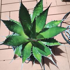 アガベ　ホリダ　大株　観葉植物　ロックガーデン　チタノタの画像