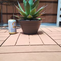 アガベ　ホリダ　大株　観葉植物　ロックガーデン　チタノタの画像