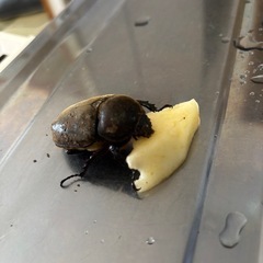カブトムシ