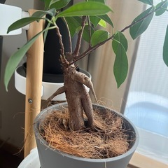 ガジュマルのみ