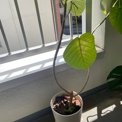 観葉植物