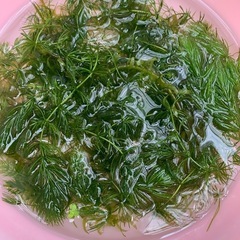 水草　アナカリス　マツモなど　めだかに最適