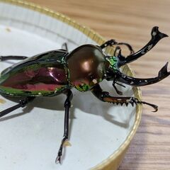 ニジイロクワガタ（ピカール系）♂58ｍｍ　♀（レット）38ｍｍ　...