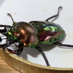 ニジイロクワガタ（ピカール系）♂58ｍｍ　♀（レット）38ｍｍ　合計2匹　飼育セット（色々)  すべて無料の画像