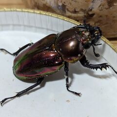 ニジイロクワガタ（ピカール系）♂58ｍｍ　♀（レット）38ｍｍ　合計2匹　飼育セット（色々)  すべて無料の画像