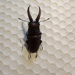 ノコギリクワガタ 成虫 天然採集