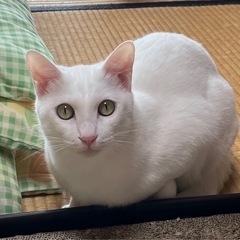【里親募集】真っ白な猫ちゃんです