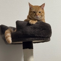 茶トラ - 猫