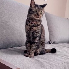 迷い猫探しています