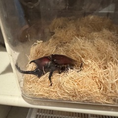 カブトムシ オスメスペア