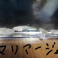 メダカ