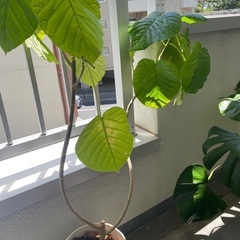 観葉植物