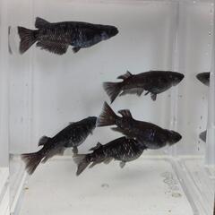 メダカ！！