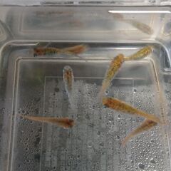 メダカ　　天界　　　５匹の画像