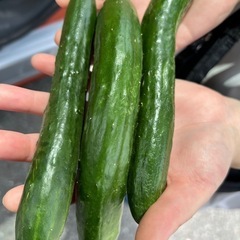 急募！本日限定！19:00〜きゅうり4本
