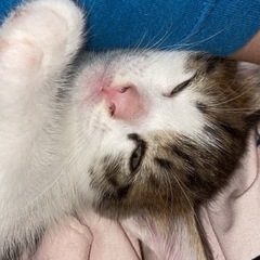 キジ白の子猫🐈オス1ヶ月