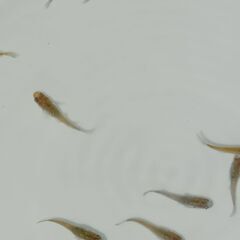 メダカ　　天界　　　５匹の画像