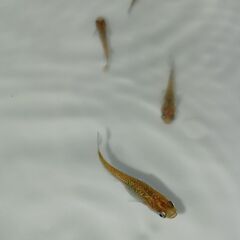 メダカ　　天界　　　５匹の画像