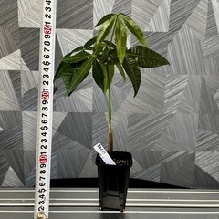 【観葉植物】✨メチャ🉐実生パキラ✨【No.1】の画像