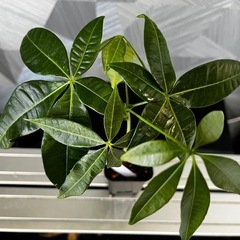 【観葉植物】✨メチャ🉐実生パキラ✨【No.1】の画像