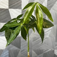 【観葉植物】✨メチャ🉐実生パキラ✨【No.1】の画像