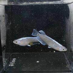 メダカ！！