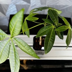 【観葉植物】✨メチャ🉐実生パキラ✨【No.2】の画像