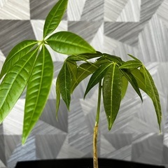 【観葉植物】✨メチャ🉐実生パキラ✨【No.2】の画像
