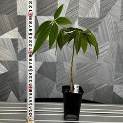 【観葉植物】✨メチャ🉐実生パキラ✨【No.2】の画像