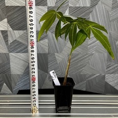 【観葉植物】✨メチャ🉐実生パキラ✨【No.3】の画像
