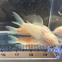 🐠コリドラス アエネウス アルビノ 白コリドラス  ±4.5㎝ 1匹150円 4匹セットで500円 No.3の画像