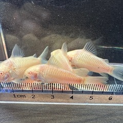 🐠コリドラス アエネウス アルビノ 白コリドラス  ±4.5㎝ 1匹150円 4匹セットで500円 No.3の画像