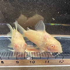 🐠コリドラス アエネウス アルビノ 白コリドラス  ±4.5㎝ 1匹150円 4匹セットで500円 No.3の画像