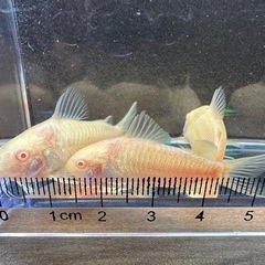 🐠コリドラス アエネウス アルビノ 白コリドラス  ±4.5㎝ 1匹150円 4匹セットで500円 No.3の画像
