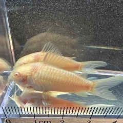 🐠コリドラス アエネウス アルビノ 白コリドラス  ±4.5㎝ 1匹150円 4匹セットで500円 No.3の画像