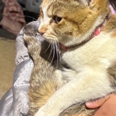 元の飼い主さんを探しています